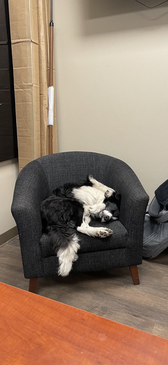 ALindloff_GCS's tweet photo. The geese can wait I need to sleep a little longer ! @DogsOfTurf #Jett https://t.co/g8vTXqgeAS