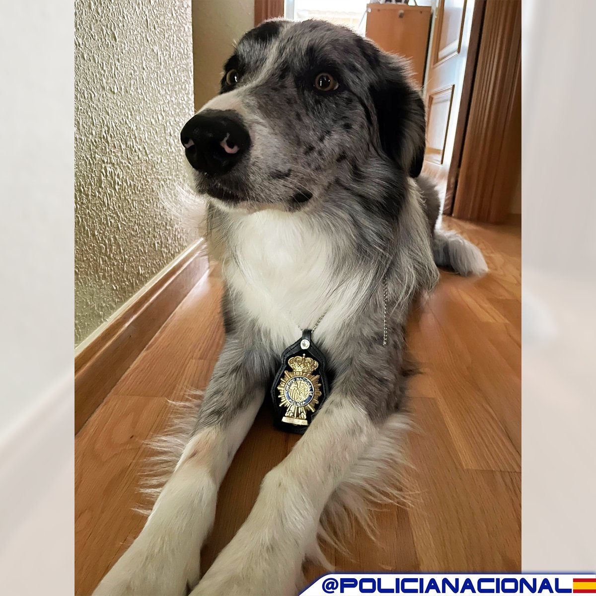 policia's tweet photo. Él no entiende la vida sin ti, y te seguiría hasta el fin del mundo 🌎 sin que se lo pidieras...

¿Y tú?

El #abandono y el #MaltratoAnimal son #DELITO 

Ellos no pueden defenderse ni pedir ayuda➡ Si conoces algún caso #denuncia 📞091

We 💙 animals https://t.co/TFbJAaA7Tq