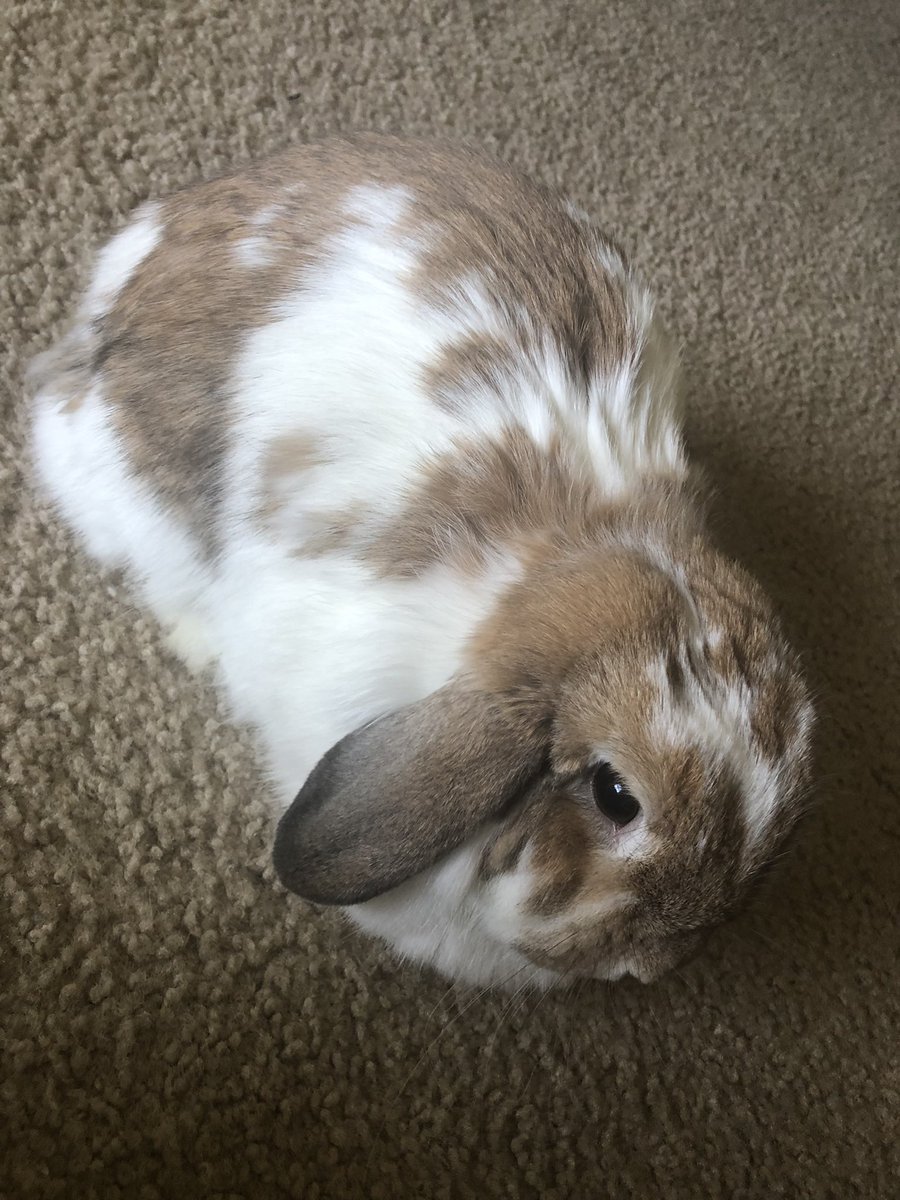 Bi-yearly post of my kids. Riju just shed her fur coat so she’s ✨soft✨