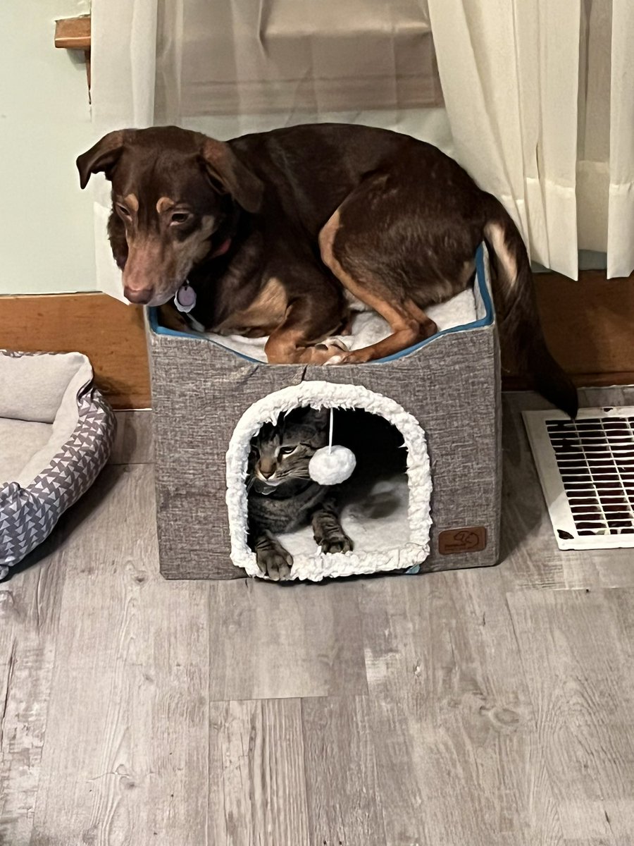 Stylez16161's tweet photo. This dog is hilarious!!
#puppylove #mansbestfriend #cutekitty #pets #mypets #furbabies #furbabies🐾 #bestfriends #cute #sotired #kittylove #kitty #catdoglove #catdoglove #itsthecatsbed #familypet #pets #AnimalsMatter https://t.co/qpckLcecqb