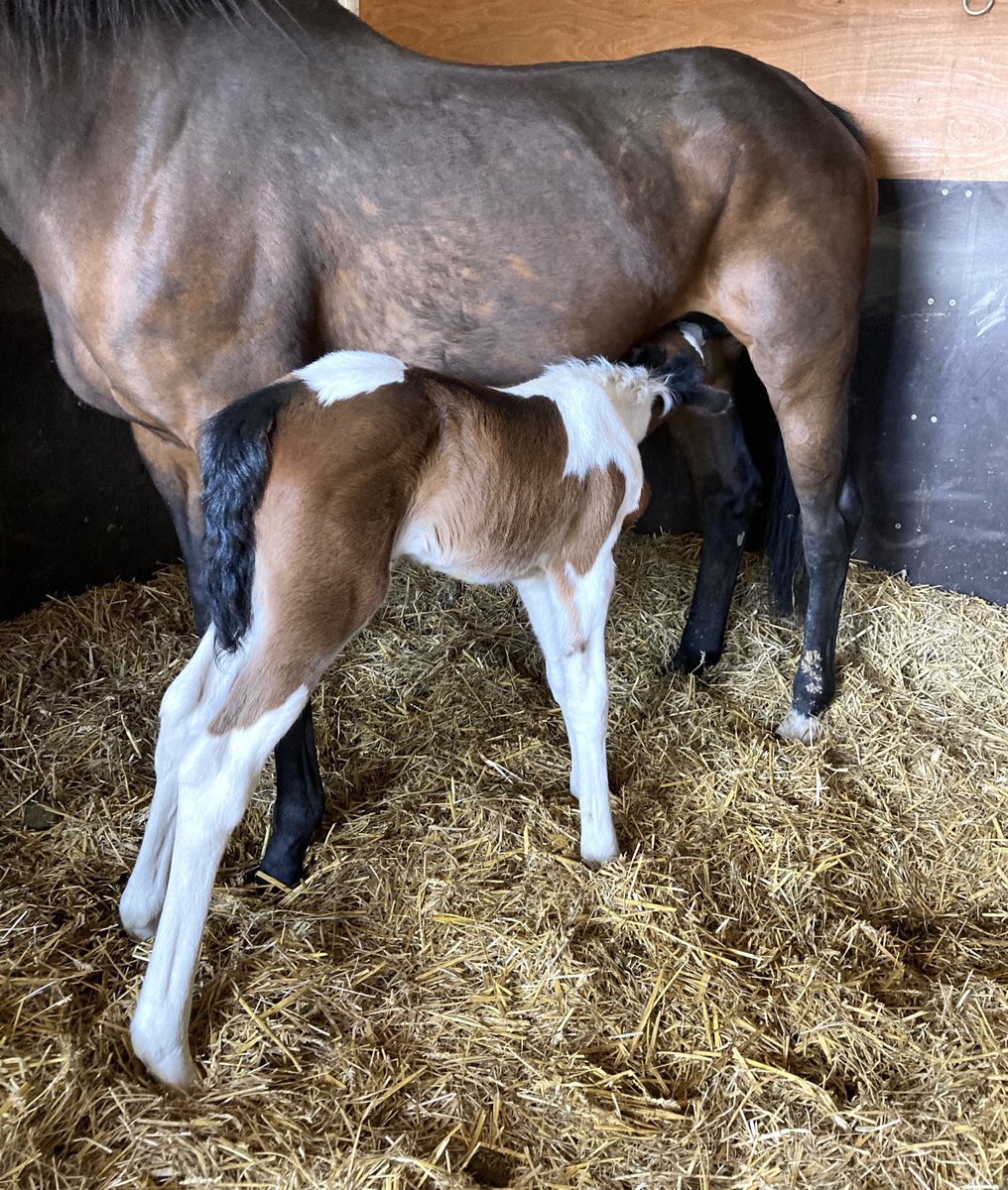 This beautiful filly is the first embryo transfer foal of the season for our <a href="/RossdalesHerts/">Rossdales Herts</a> team.
Born on Friday night, she was seen by stud vet Steph Fitzgerald for a routine new foal health check. Find out more about our assisted reproductive services bit.ly/31jketn