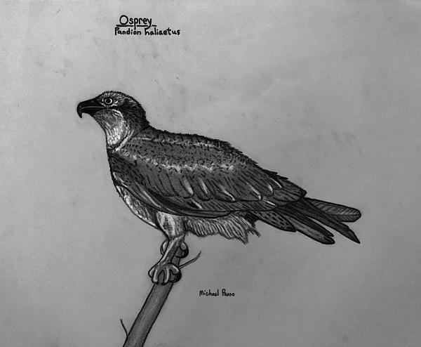 ForgeMosquito's tweet photo. New artwork for sale! - "Osprey ID In Pencil" - https://t.co/JZxLqOFrHu @fineartamerica https://t.co/cdMewGr2Ev