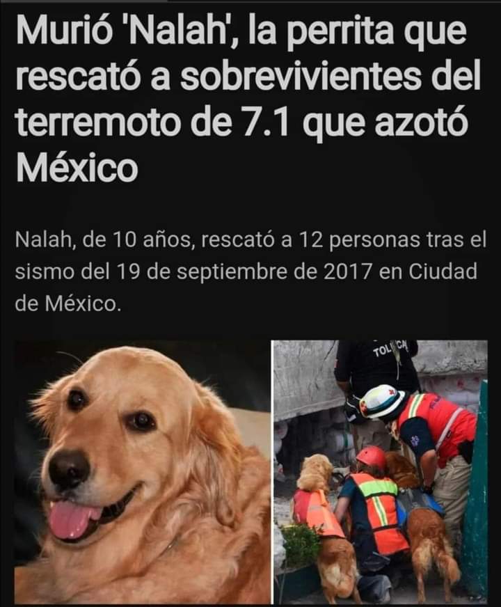 PYolkatl_mx's tweet photo. Descansa en paz preciosa✨ https://t.co/YsNCYIdX34