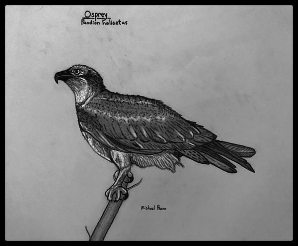 ForgeMosquito's tweet photo. New artwork for sale! - "Osprey ID In Pencil W/ Border" - https://t.co/ex0rw5GZiu @fineartamerica https://t.co/jv2n3eUqAZ