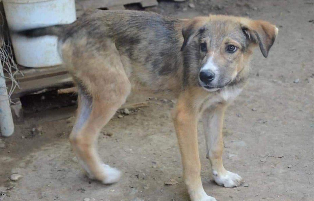 GrStrays's tweet photo. Another little boy left the shelter ans found his family! 💗🙏 So happy!! ☀️ https://t.co/pYpEsXs9iP