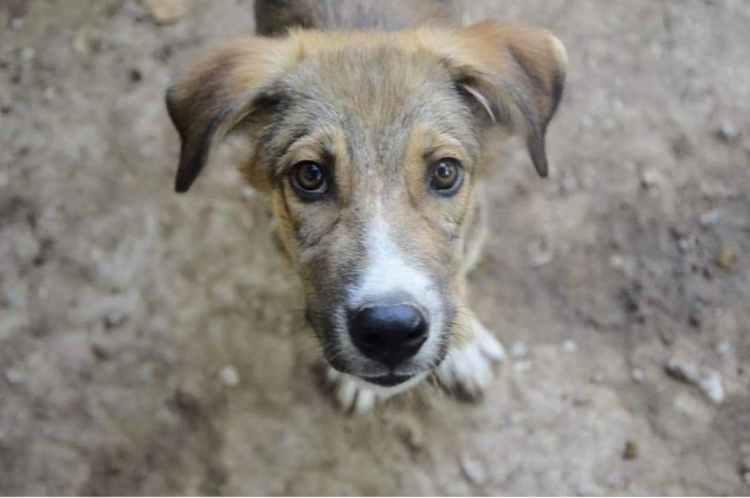 GrStrays's tweet photo. Another little boy left the shelter ans found his family! 💗🙏 So happy!! ☀️ https://t.co/pYpEsXs9iP