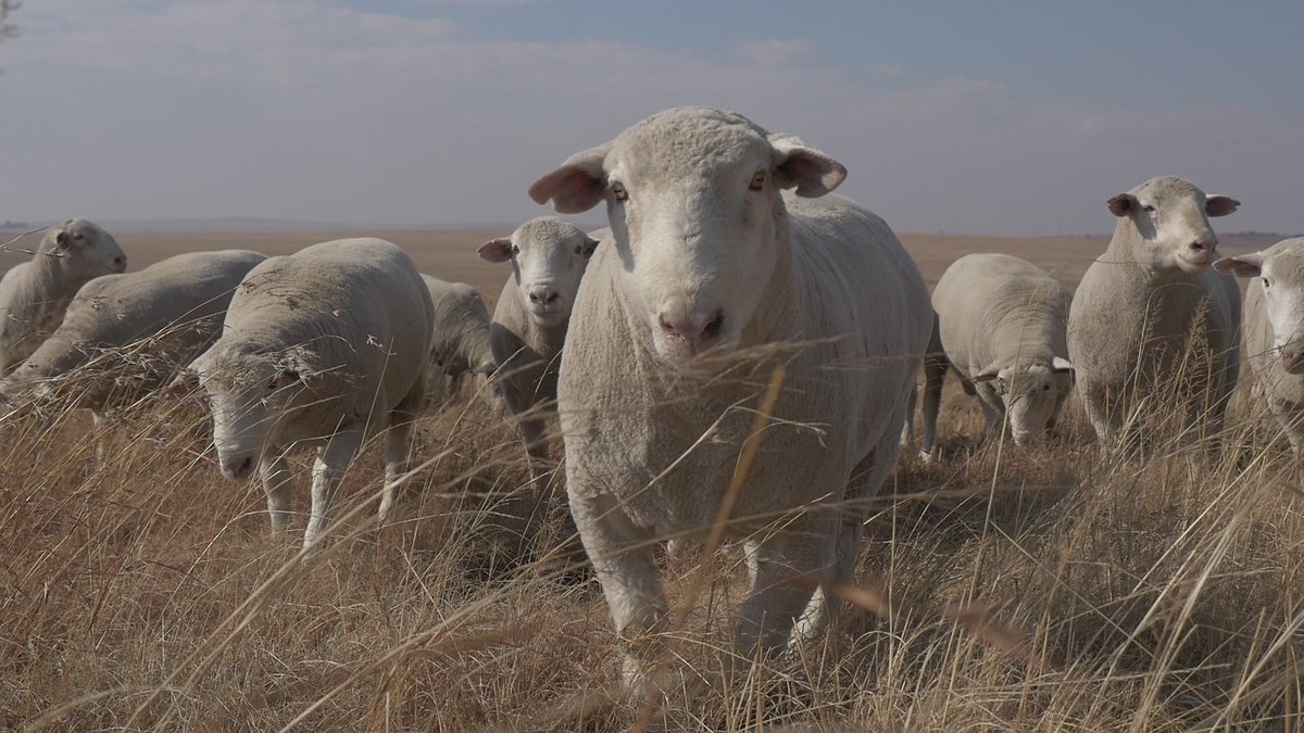 MolatekSA's tweet photo. Have a blessed Easter Weekend!
Thank you to our farmers for putting food on our plates this Easter.
#Easter #Molatek https://t.co/BrRbFPEtdg