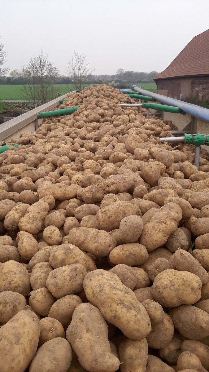 zuidbellegoed's tweet photo. Onze nationale trots wint de strijd tegen de stijgende voedselprijzen. Dat daar niemand aan denkt.
Aardappelen zijn door de jaren heen dé oplossingen van vele voedselcrisissen. #patatten #eigenkweek #lokaalvoedsel #deaardappelvreters https://t.co/5Jp2VvZkxw