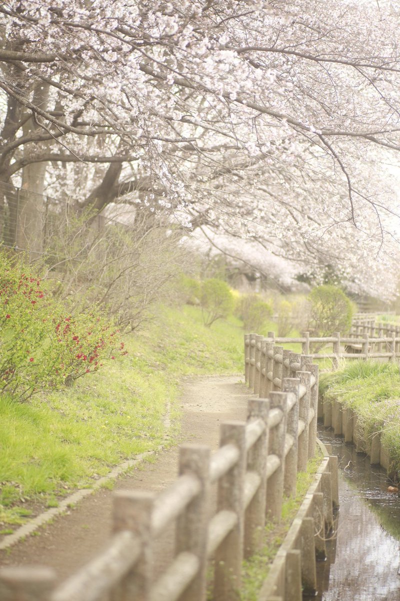 yazu_k23's tweet photo. ロケハンその２、ネモフィラはまだ咲き始めだなぁ…
来週くらいには半分くらい咲くかな？

こちらも桜はほぼ七分咲きから満開だったなぁ……

#お写んぽ #桜 #大宮 #大宮花の丘農林公苑 #ネモフィラ #オールドレンズ #コンタックス #MacroPlanar #Planar #100mm #85mm https://t.co/XVfeNa3elt