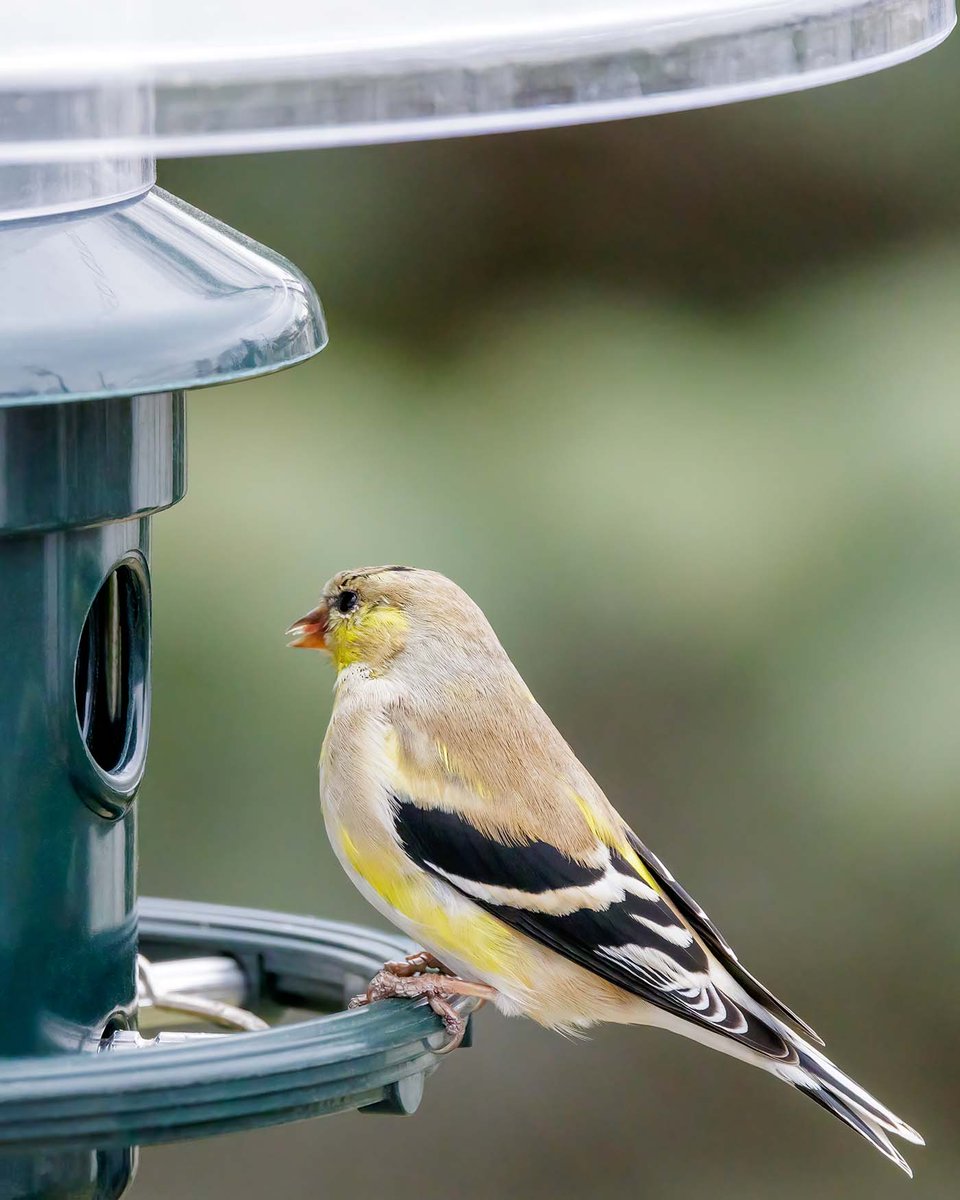 Bromebirdcare's tweet photo. Are your Goldfinches putting on their bright yellow coats?
Photo by LSB Photography
#birds #birdfeeding #squirrelbusterplus #springiscoming https://t.co/797S7vi15P