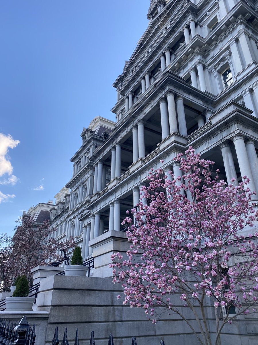 Eisenhower in bloom 🌸