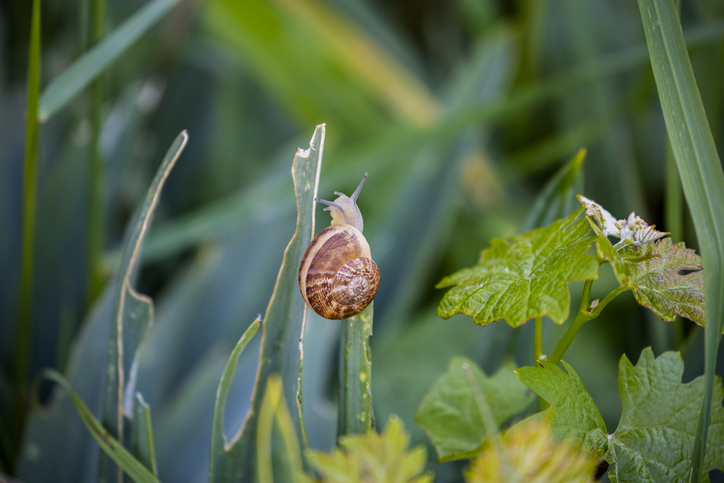 Got snails? No sweat. You got this. 1. Pick up the ones you see and move them far away. 2. Minimize overwatering. 3. Introduce snail-resistant plants like lavender and sage. 4. Use wooden traps and introduce predatory Decollate snails. No more snails. bit.ly/3G9LRZX