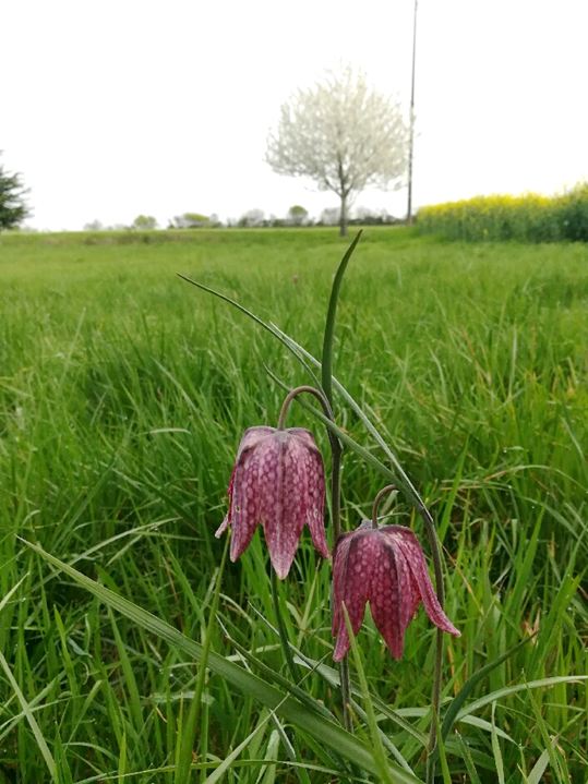 ZA_PVS's tweet photo. Une prairie de la zone atelier ou subsistent des centaines de Fritillaire pintade, une espèce de plante rare et menacée! Pleine floraison en ce moment
@ZA_PVS @LPOFrance @TelaBotanica @INEE_CNRS @INRAE_DPT_SPE https://t.co/iottWEyGAy
