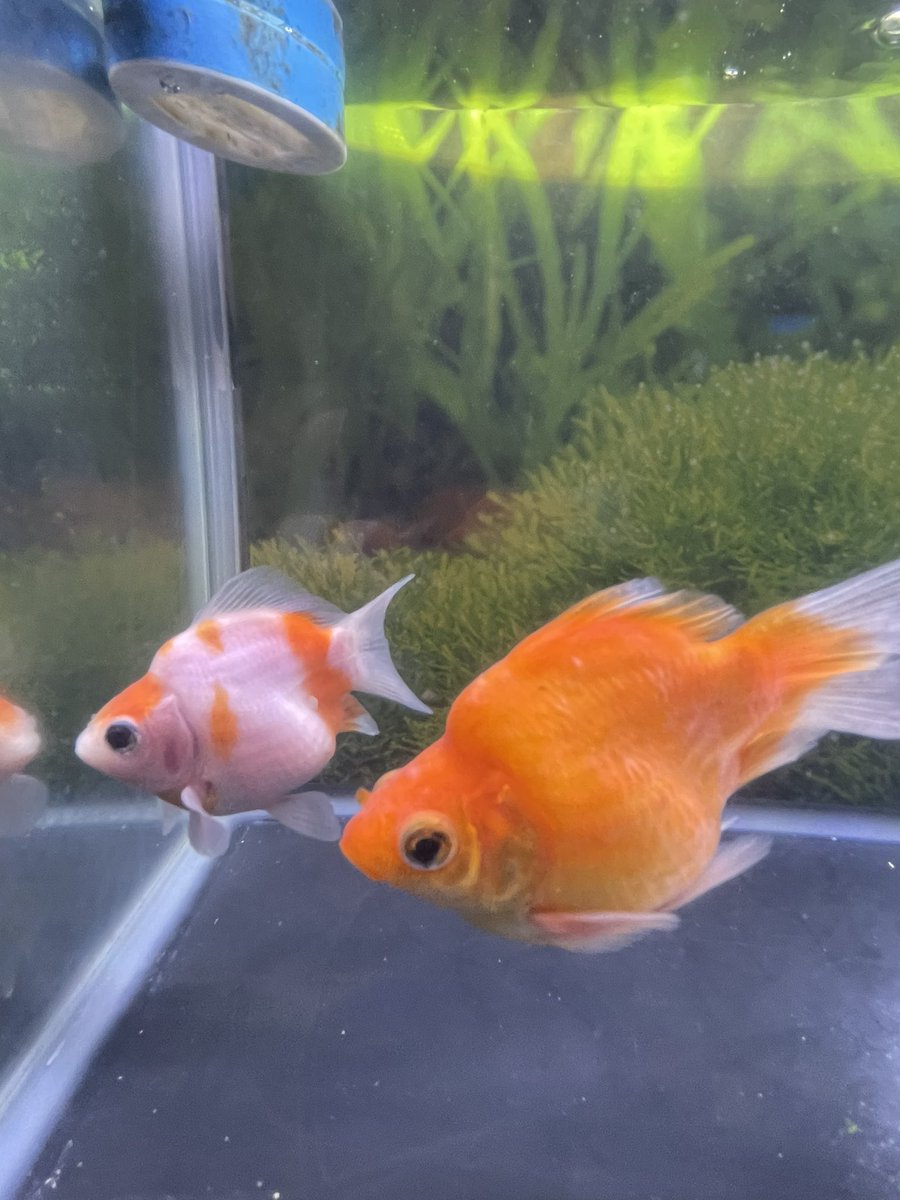 pei93368518's tweet photo. 赤斑病は春の気温差あれど
室内飼育の無加温で
塩浴＋薬浴でほぼ完治しました。
大事な玉サバが綺麗な姿に
戻って一安心です。
改めて金魚に対する環境認識を
深められる一年にしたいです☺️ https://t.co/P0uNrvw5TV