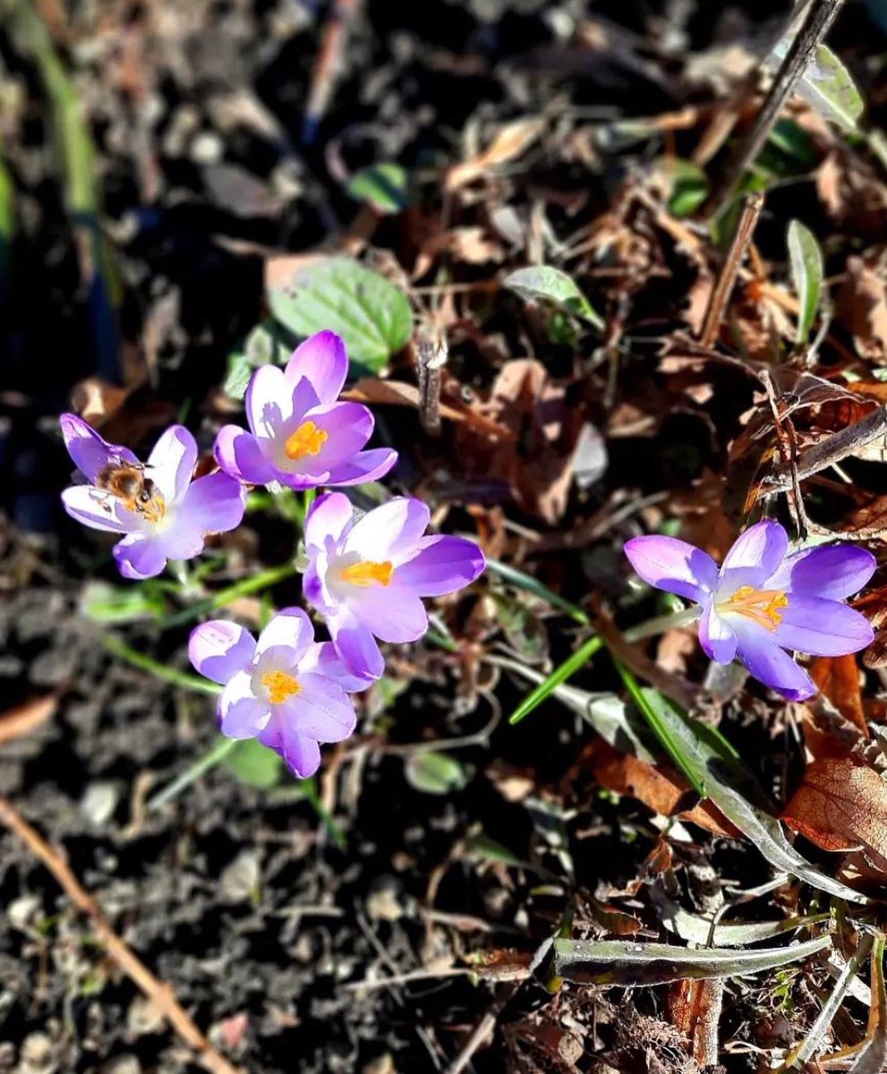 Frühlingsgefühle überall!🐝💕🏔