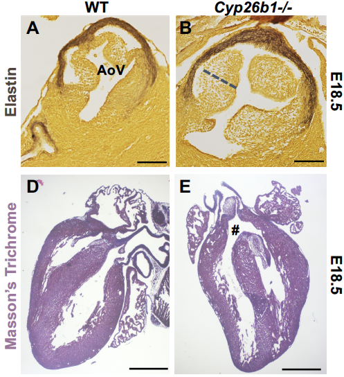 Ondine Cleaver tweet media