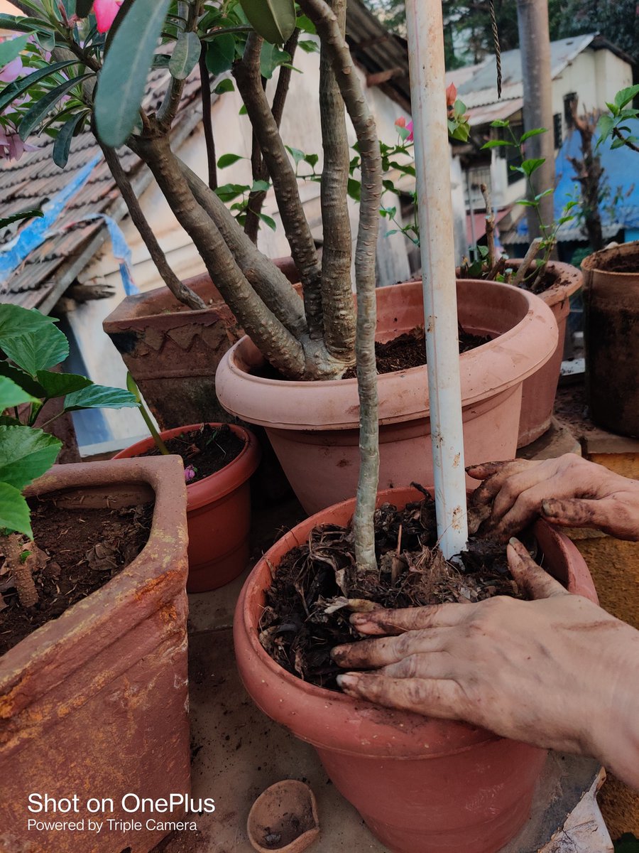 rahulchogle's tweet photo. #SaveSoil #sadgurujourney #saveplant https://t.co/F0G3IDCFJX