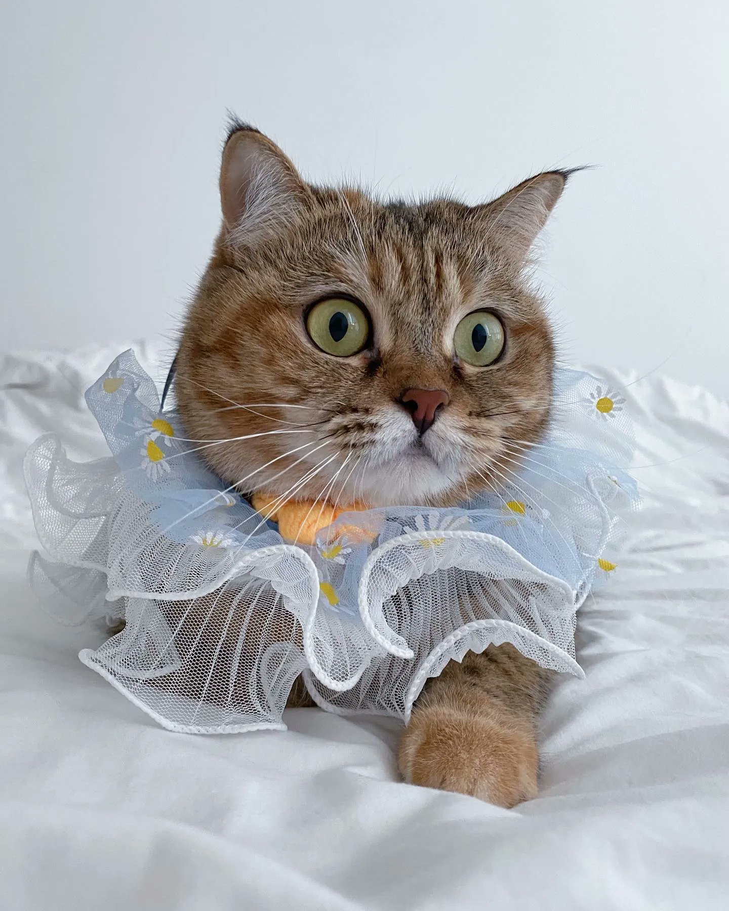 SHEIN on Twitter "Looking absolutely pawfect! 😻 IG milktea.naicha