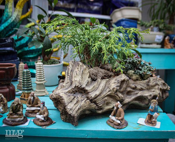 Meadow_View's tweet photo. Bonsai is the art of growing certain trees and shrubs, of many varieties, in small, shallow containers. It is through careful and precise training and pruning, that the plant is slowly shaped and manipulated to give the appearance of an older, mature tree.
#bonsai #minitree https://t.co/aiyrXdqz19