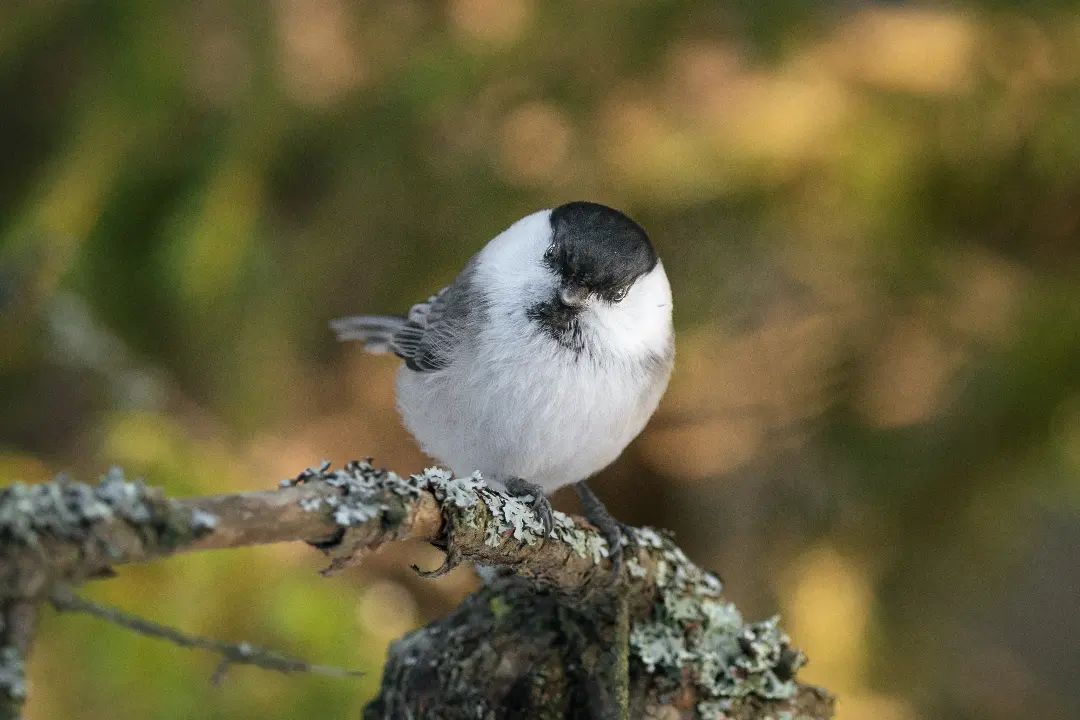 Hömötiainen | Willow tit #willowtit #hömötiainen #bns_nature #ig_week_nature #world_bestnature #linnut_kuvahaaste #lin... dlvr.it/SMZxV4