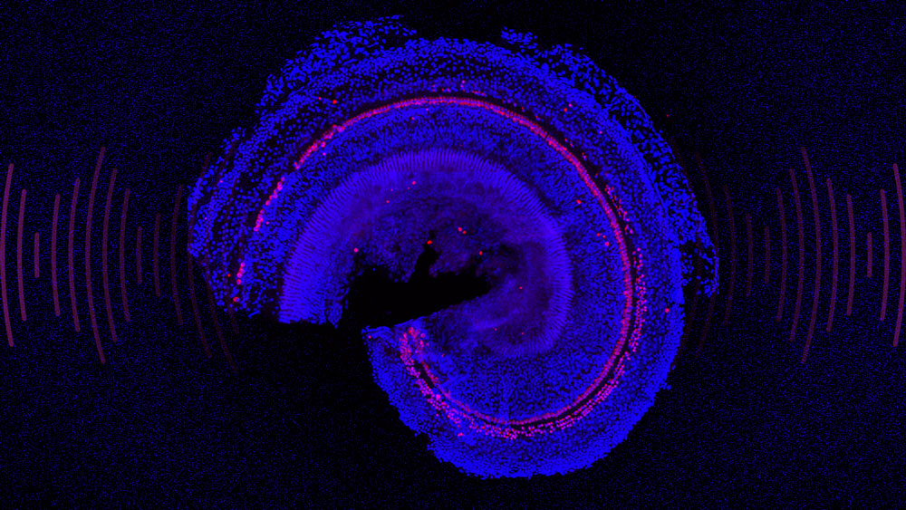 MIT's tweet photo. MIT spinout @frequencytx is seeking to reverse hearing loss — not with hearing aids or implants, but with a new kind of regenerative therapy. The method, now in clinical trials, uses small molecules to stimulate the growth of hair cells in the inner ear. https://t.co/LN8Te0C5zq https://t.co/UTmFq7sdgc