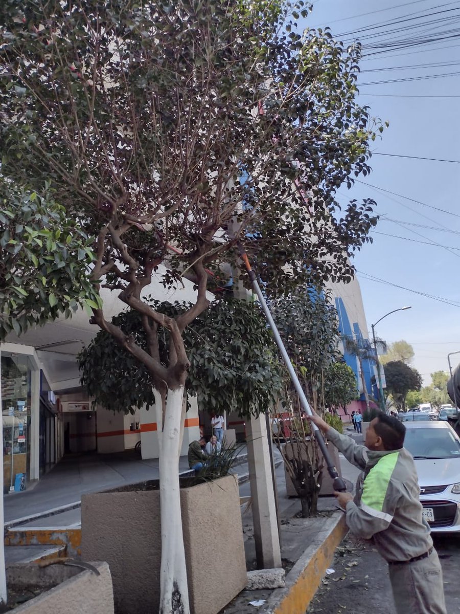 AlcCuauhtemocMx's tweet photo. ☀️ En la Territorial #RomaCondesa🏡 realizamos #Poda✂️🌳 en árboles ubicados en:

📍Coahuila, #ColRomaNorte
📍Córdoba y Antonio M. Anza, #ColRomaSur https://t.co/eyAgQ1u0N4