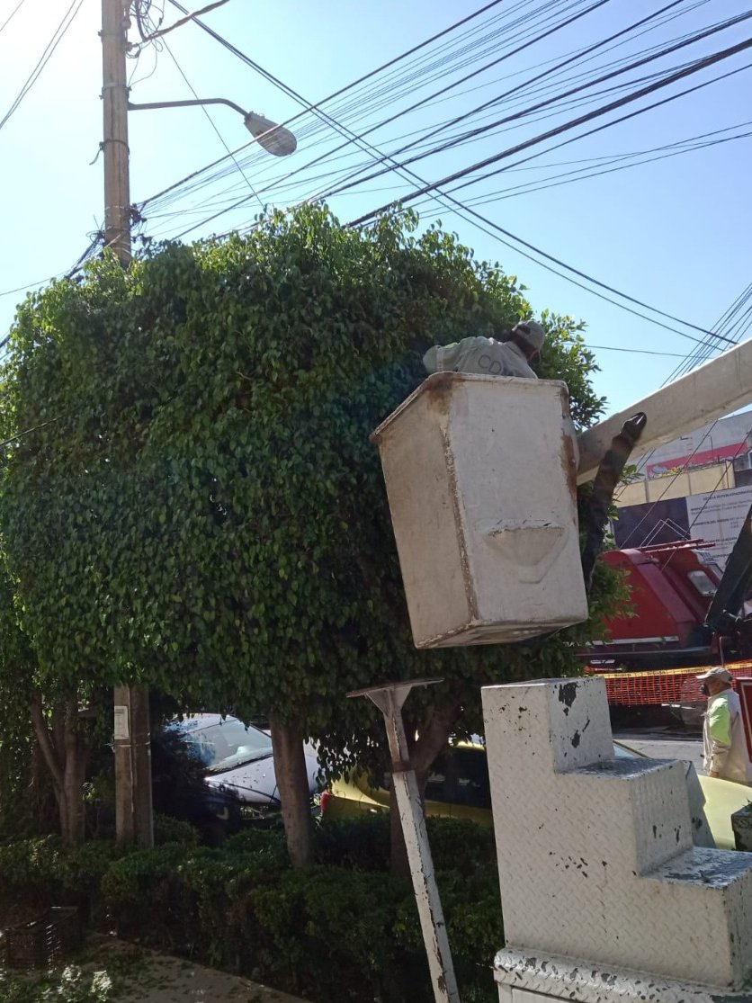 AlcCuauhtemocMx's tweet photo. ☀️ En la Territorial #RomaCondesa🏡 realizamos #Poda✂️🌳 en árboles ubicados en:

📍Coahuila, #ColRomaNorte
📍Córdoba y Antonio M. Anza, #ColRomaSur https://t.co/eyAgQ1u0N4