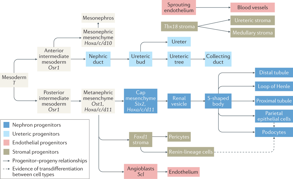 Key lineage relationships in the developing kidney go.nature.com/2WuKbsw