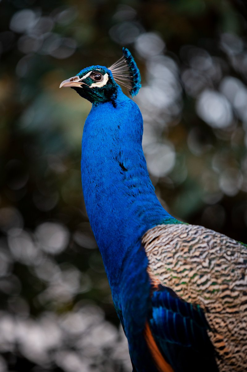 I cannot believe how good the Nikon Z6 is. I didn't think I was making a significant upgrade, more a change to mirrorless... but wow.

I'm most excited about its eye/face/animal autofocus, which, so far, seems to be on point.

Peacock in #Corsham - taken the other day. https://t.co/yPtqqR3FxC