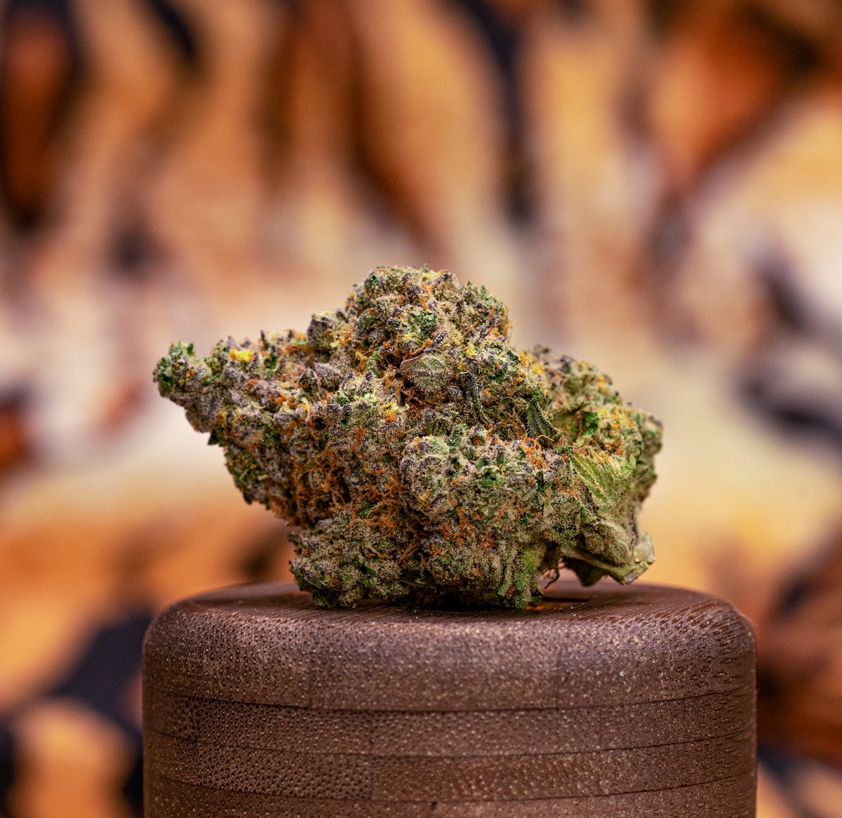 _THCDesign's tweet image. Tiger Kush is an Indica-dom cross of Animal Mints x Kush Mints featuring β-Caryophyllene, δ-Limonene, and Linalool as its primary terpenes, offering a spicy, earthy, herbal mint flavor with subtle notes of citrus and pine. It kicks. Coming in at over 32% THC #THCDesign #Tigerkush