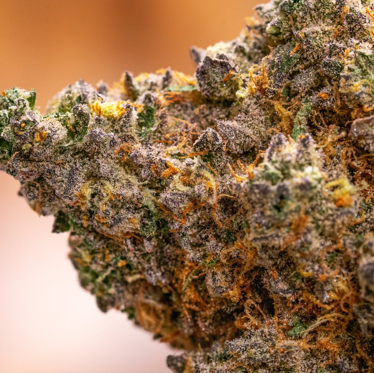 _THCDesign's tweet image. Tiger Kush is an Indica-dom cross of Animal Mints x Kush Mints featuring β-Caryophyllene, δ-Limonene, and Linalool as its primary terpenes, offering a spicy, earthy, herbal mint flavor with subtle notes of citrus and pine. It kicks. Coming in at over 32% THC #THCDesign #Tigerkush