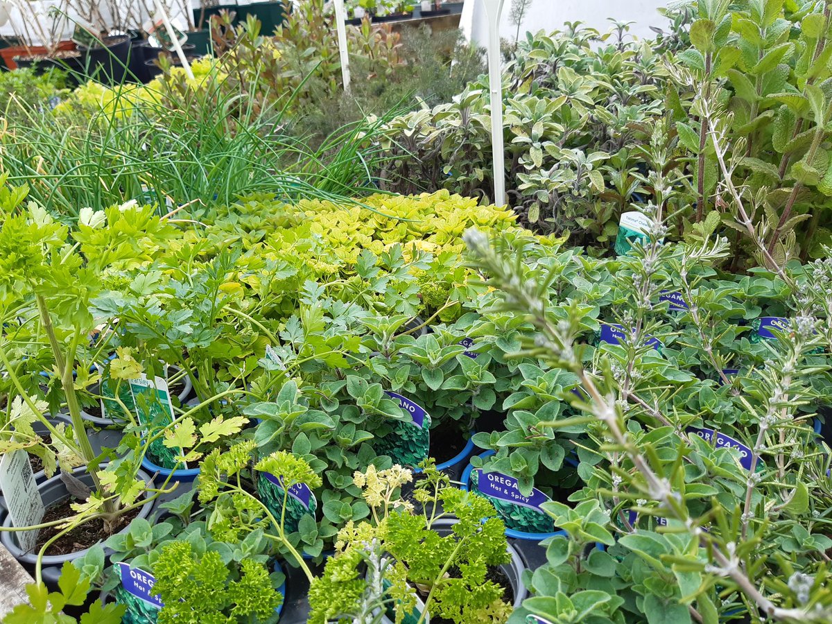 Lots of culinary herbs available now to grow on and flavour your meals over the summer #growyourown