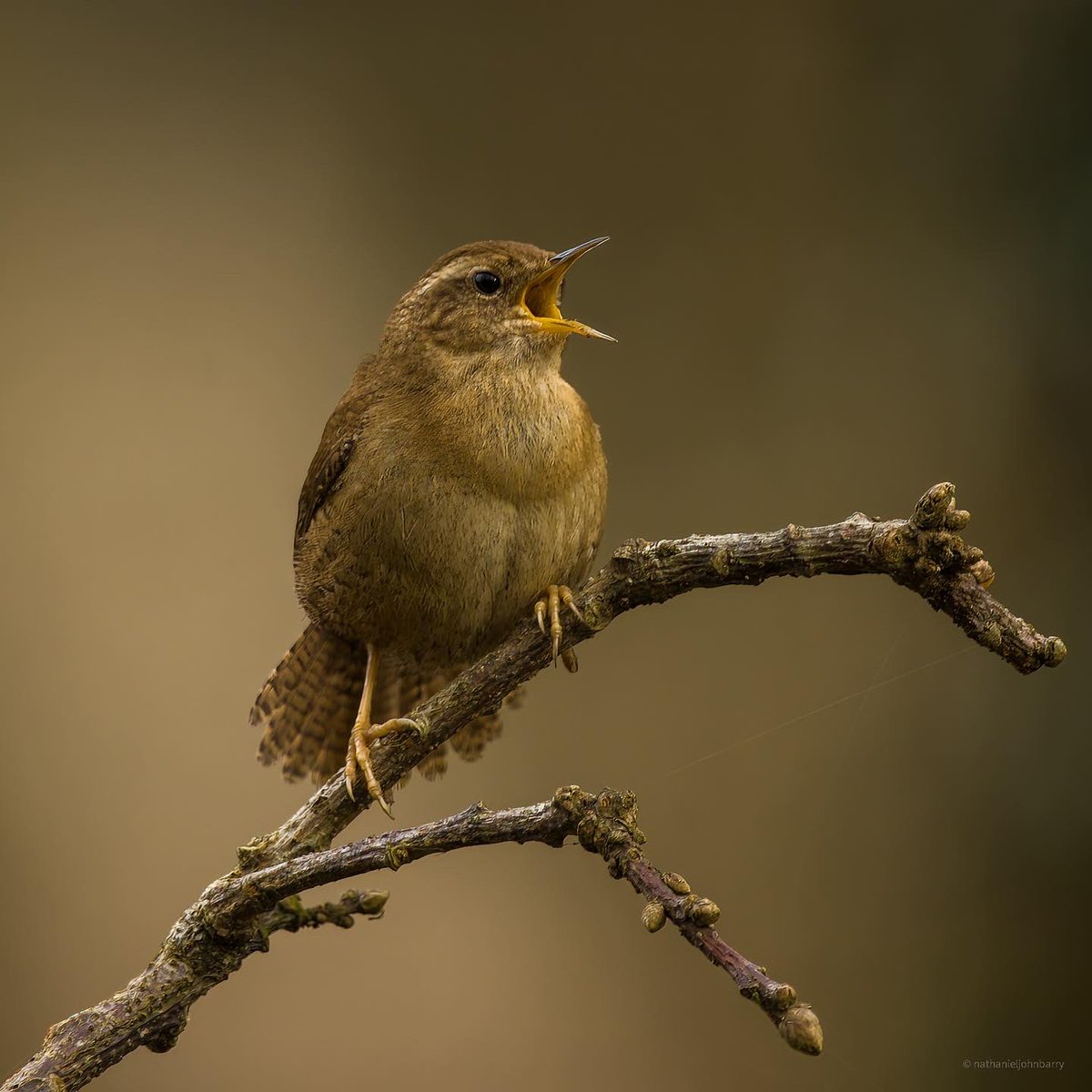 Nat_Barry's tweet photo. @CwallWildlife 🙌🏼🙌🏼🙌🏼 https://t.co/SUv8UvwOX2