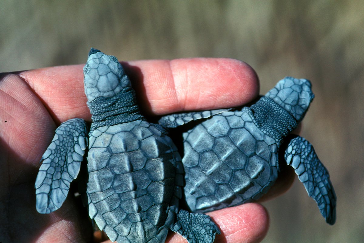 rosieinthewild's tweet photo. Say what?! There is still time to double your impact by donating to @oceanicsociety through @TheGivingBlock!

Act now to help us improve ocean health, protect endangered wildlife, increase equitable access to nature, and build a movement of ocean supporters!

📸 @RodMast_Turtles https://t.co/u8c3kzyQoE
