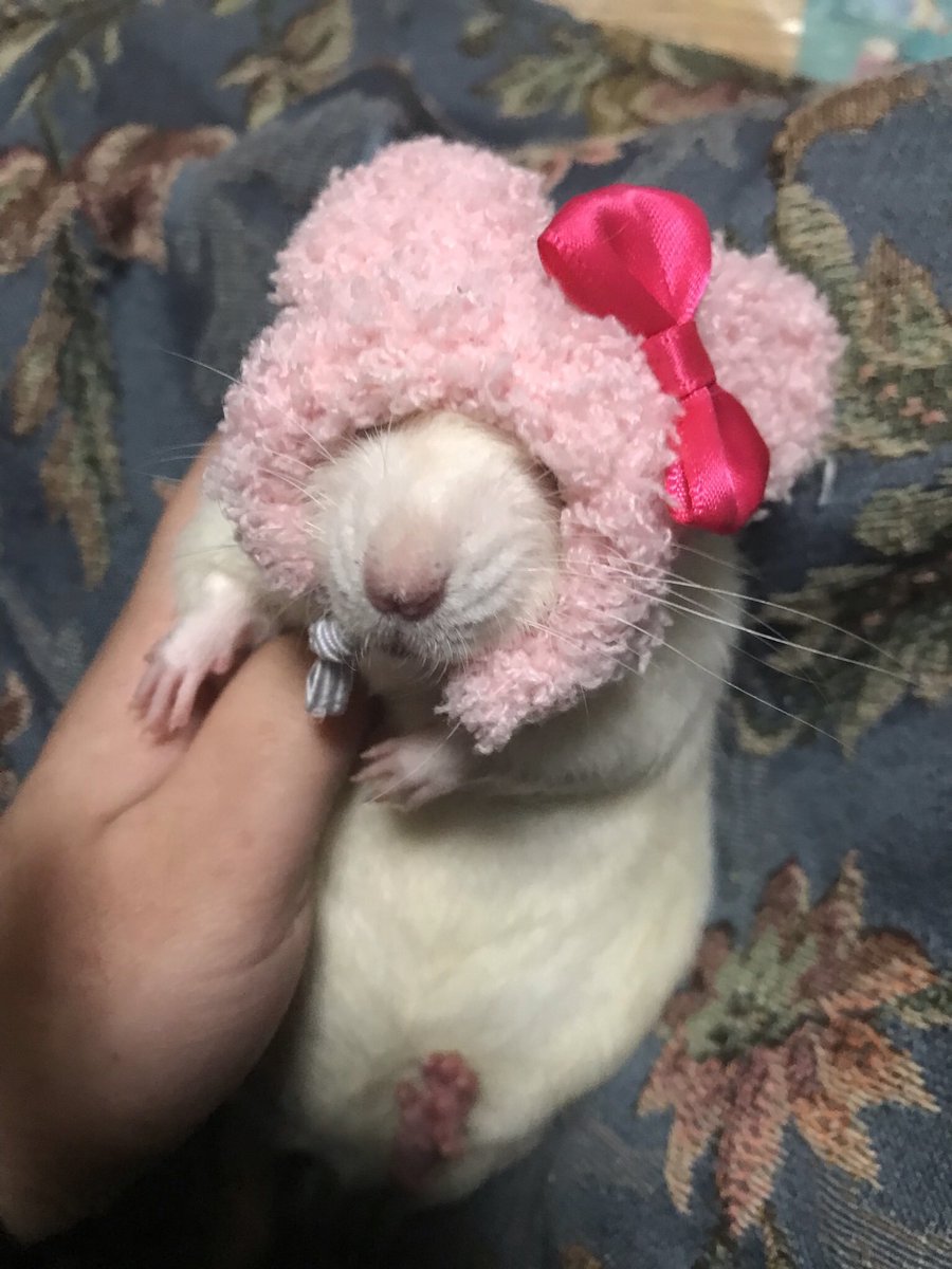 rat