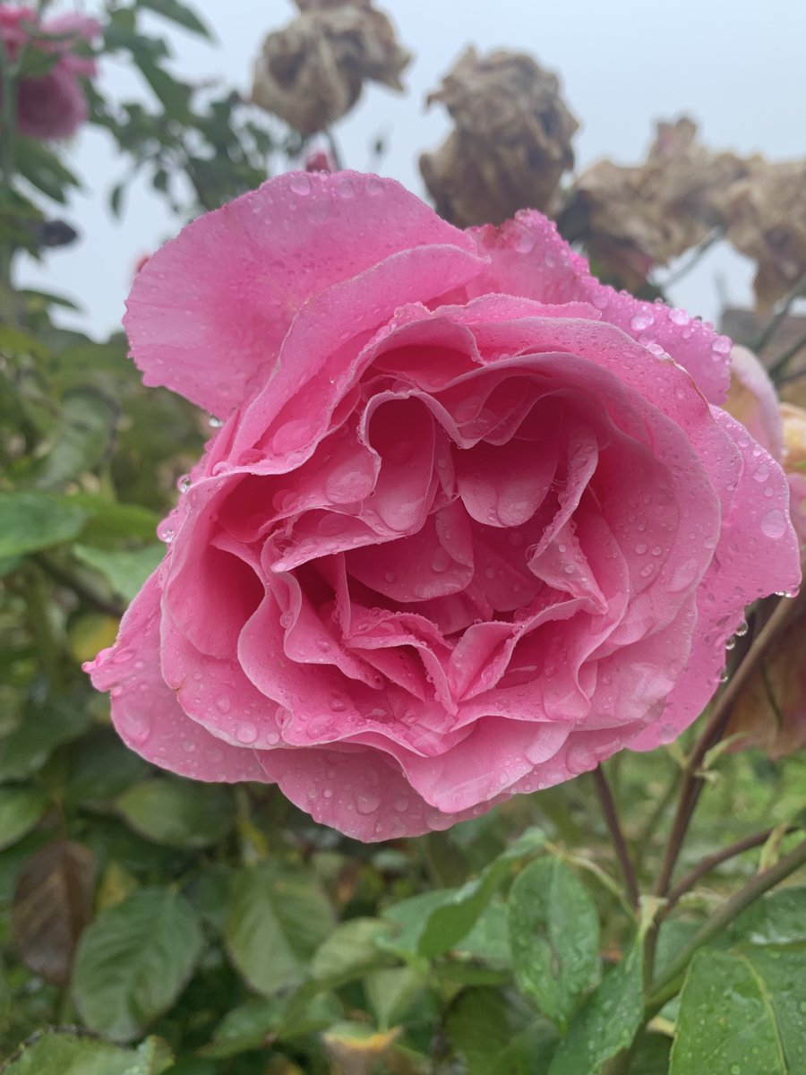 bio_botanical's tweet photo. #AromaterapiaPractica | ¿Sabias que a los griegos no les bastaba con perfumarse cuerpo y ropa? También lo hacían a la comida y vino!🍷Creían que perfumando el vino con rosas podían calmar los efectos del alcohol y beber➕ #historia #cursocosmetica #aromaterapia #cosmeticanatural https://t.co/OIwFKylTzI