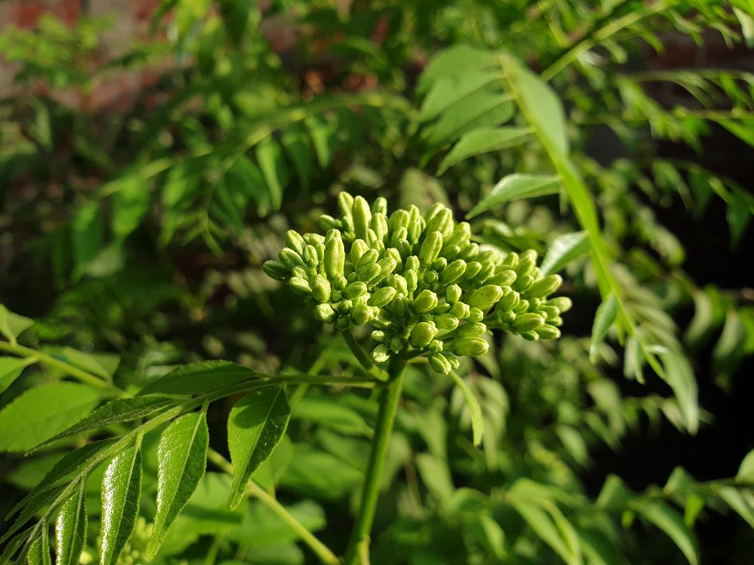 rosie_mann1's tweet image. Savour the flavour 

#currytree