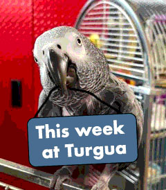 Newsletter Week 03/29 - 04/03, 2021 - mailchi.mp/turguabrewing/…