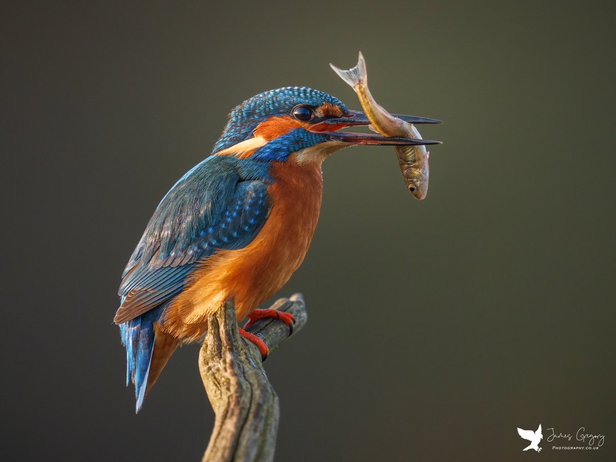 Kingfisher (Female) in Lincolnshire, Uk

#kingfisher #birdsseenin2022 #TwitterNatureCommunity #rspb #ukbirds #naturelovers #bbcspringwatch #lovenature <a href="/BBCEarth/">BBC Earth</a> @BBCCountryfile <a href="/BBCSpringwatch/">BBC Springwatch</a> <a href="/WildlifeMag/">BBC Wildlife</a> @natgeowild <a href="/Natures_Voice/">RSPB</a> <a href="/SonyAlpha/">Sony | Alpha</a>
