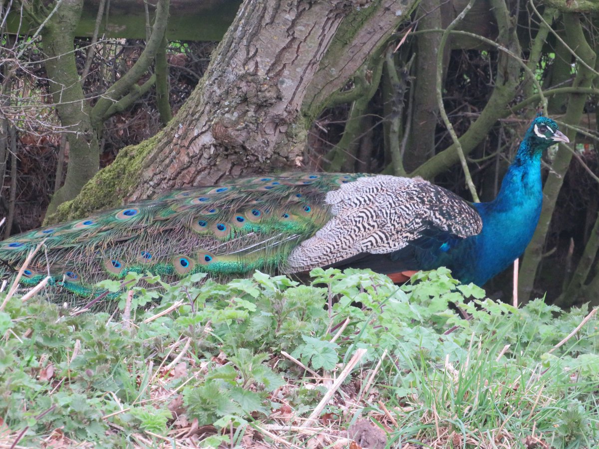 #birds #nature #naturelovers #BirdsSeenIn2022 #IndiAves #Waytowild #BritishnatGuide

I saw this Peacock on the side of the road, just in Cheshire, while I was away on a break 2 weeks ago. I have seen so many different shots of them, I had to pull up to make sure it was there! https://t.co/vafA8s0hCI