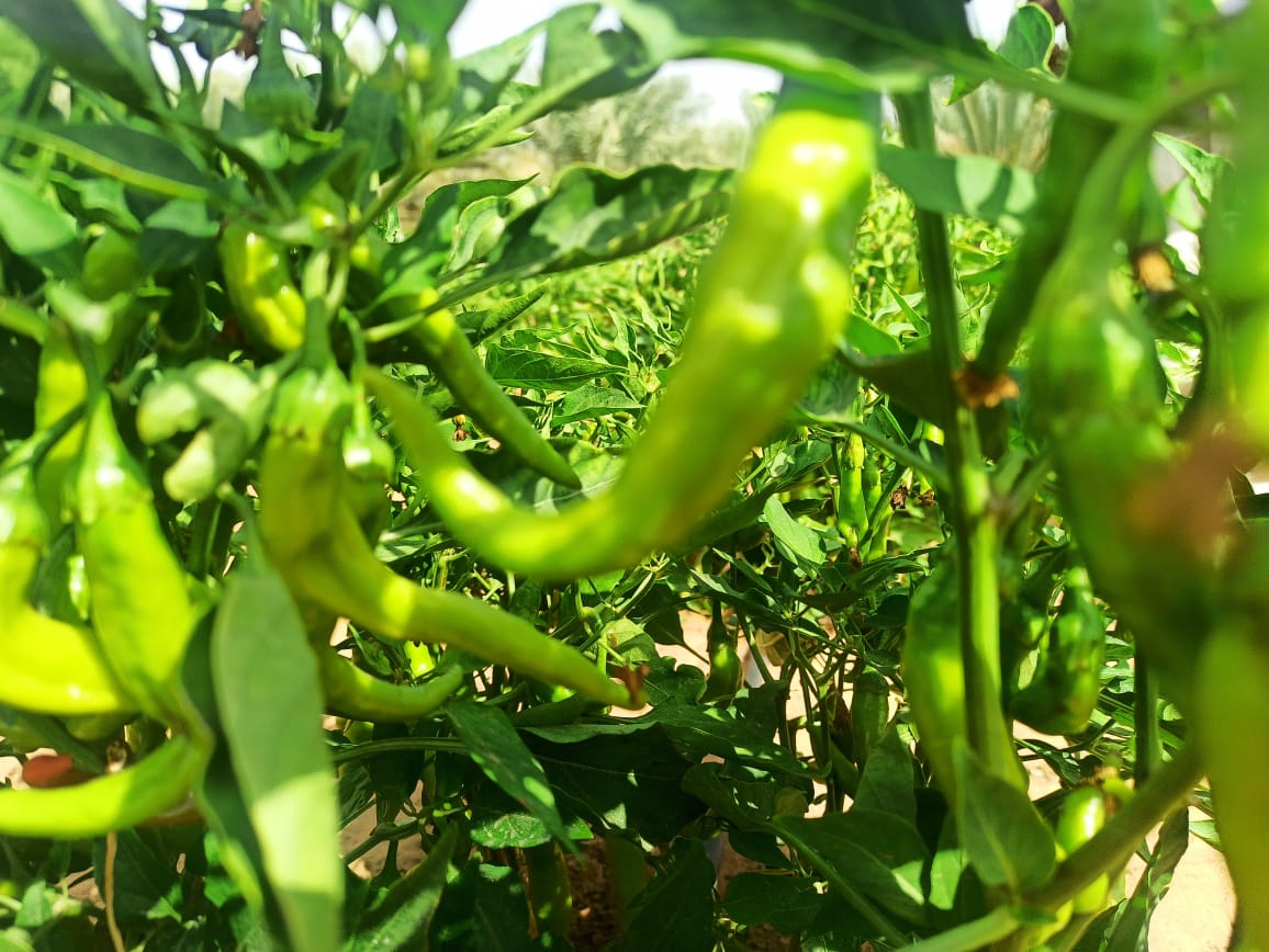 LOCOFOODUAE's tweet photo. Organic hot peppers from LocoFood farms in Al Hayer, UAE

LocoFood Box delivery schedule:
Mondays - Dubai
Wednesdays - Abu Dhabi
Thursdays - Al Ain

Order weekly delivery at https://t.co/9rawEqL5U6 / 050-2278848

@locofooduae #alwayslocal #alwaysorganic https://t.co/XNOJJBjCQE
