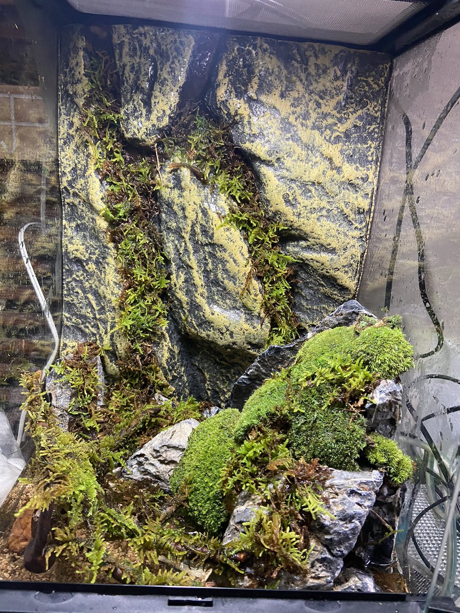 急ピッチで作ったからぐちゃぐちゃ😂
間隙多いから中の住人のカジカガエル達は行方不明になりましたw

夜暗くしたら出てくるんやけど見えへんと不安やから改善せねば。笑