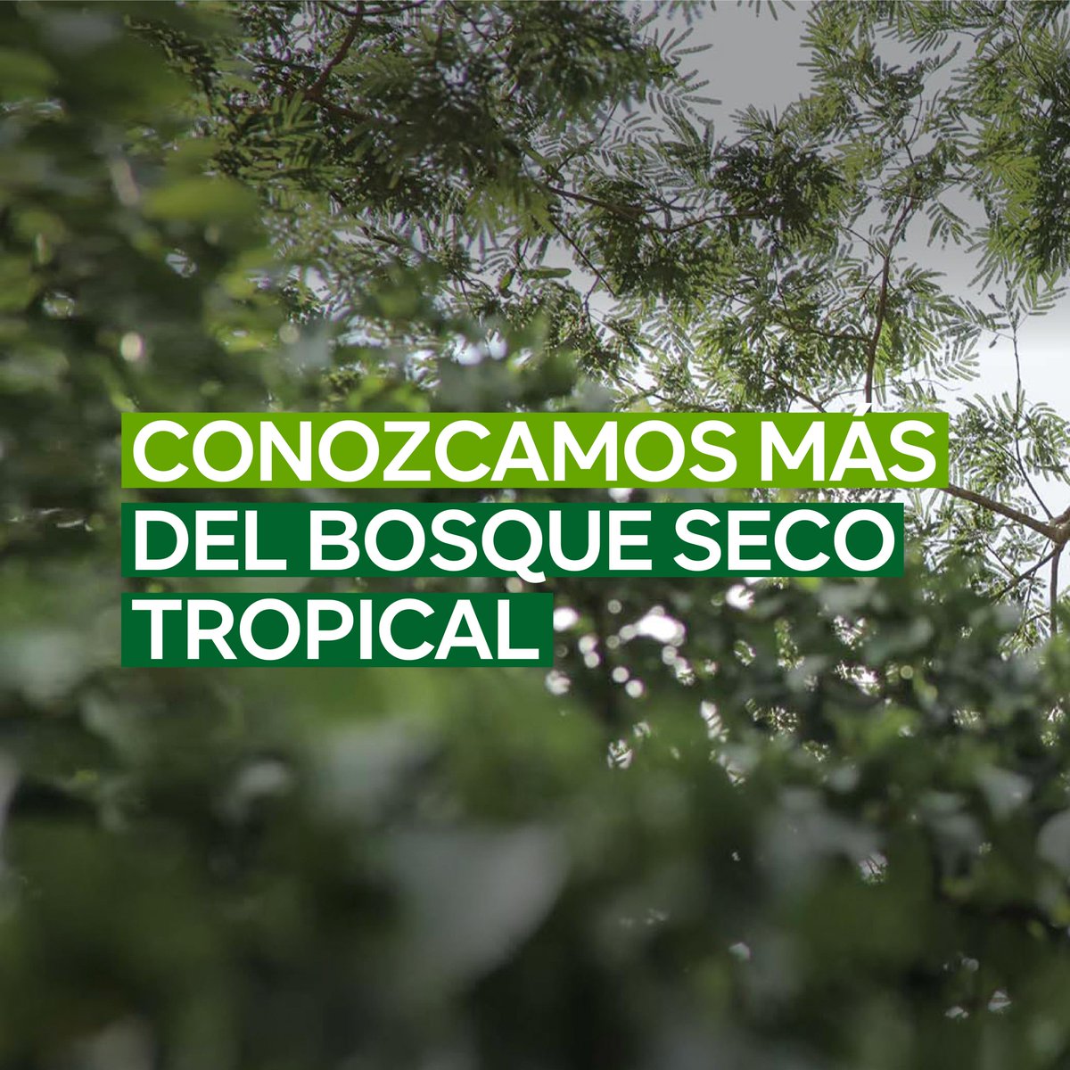 EnvolVertLatino's tweet image. El Bosque Seco Tropical es un ecosistema megadiverso que ofrece servicios ambientales fundamentales para el bienestar de todas las formas de vida: te invitamos a conocer más sobre él 🌳🙊🐦🐍🦋🍂😍

#BosqueSecoTropical #EnvolVert