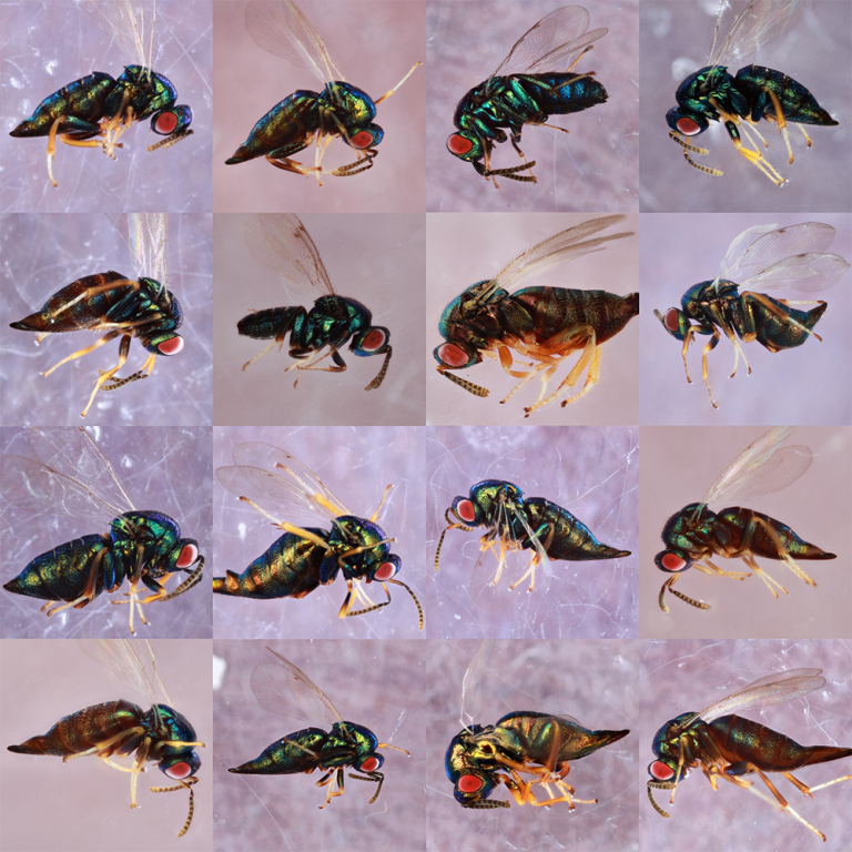 USDA_ARS's tweet image. ARS postdoc Miles Zhang and collaborators revealed the parasitoid wasp Ormyrus labotus, a generalist with 65 known hosts in the literature, to actually be a complex of 16-18 cryptic specialist species each with a much narrower host preference. bit.ly/3L2NCdv #SysEntLab