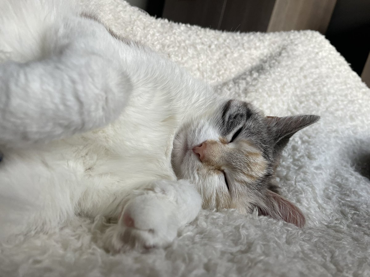 princess Lou tweet media