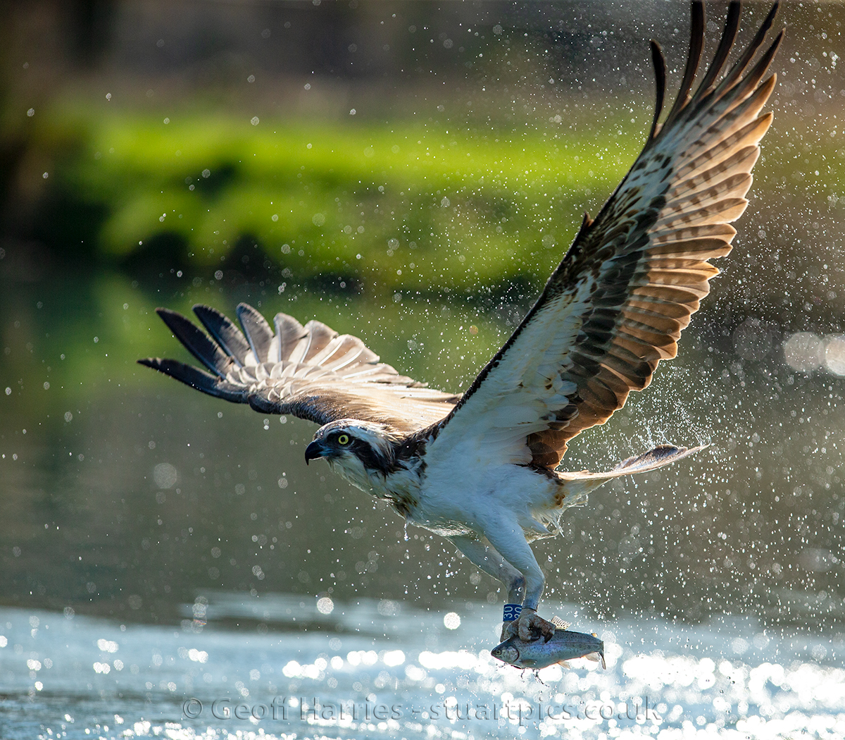 Osprey 30 photographed at Horn Mill in the afternoon, light was very contrasty and it took the bird 3 dives to get a fish because of the light reflections on the water. <a href="/GwashOspreys/">River Gwash Ospreys</a> #ospreys <a href="/rutlandospreys/">Rutland Ospreys</a> #wildlifephotography