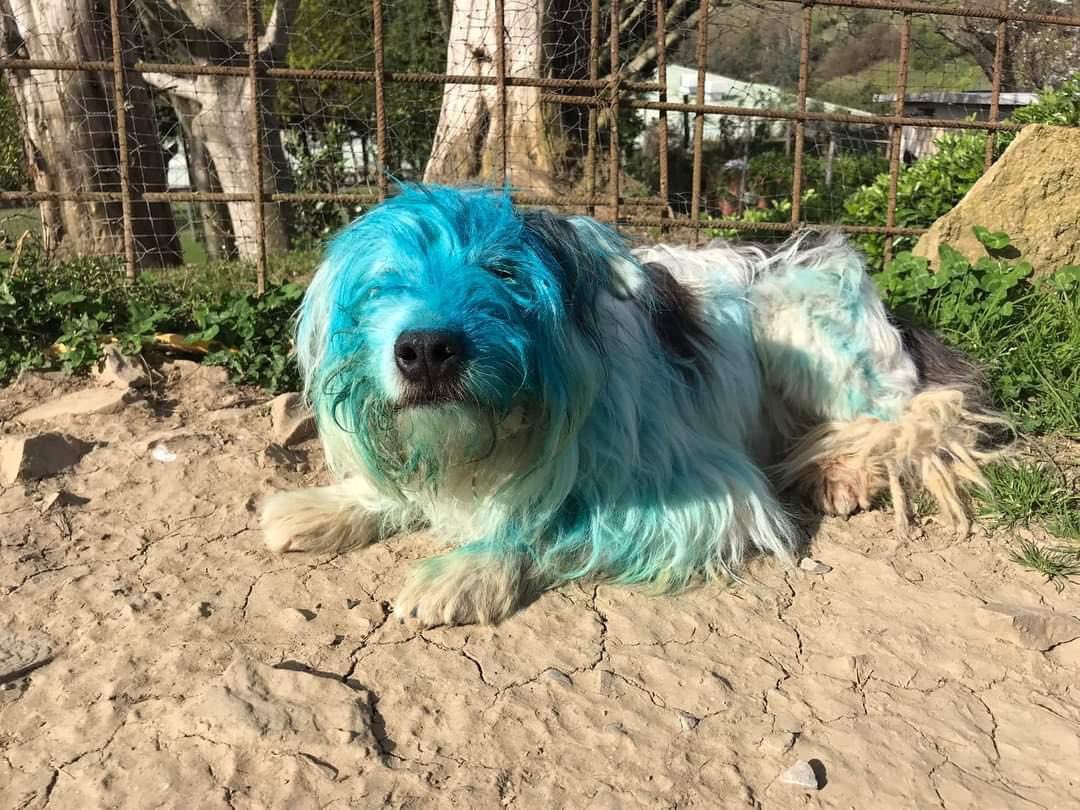 IbonPerezTV's tweet photo. Pintan y pegan a una perrita que estaba en una propiedad privada en Getaria (Gipuzkoa).

 Difundámoslo para que el maltrato animal sea denunciado. 

Los agresores habrían realizado pintadas de esvásticas posteriormente por el pueblo. https://t.co/iW5MvpHCiz