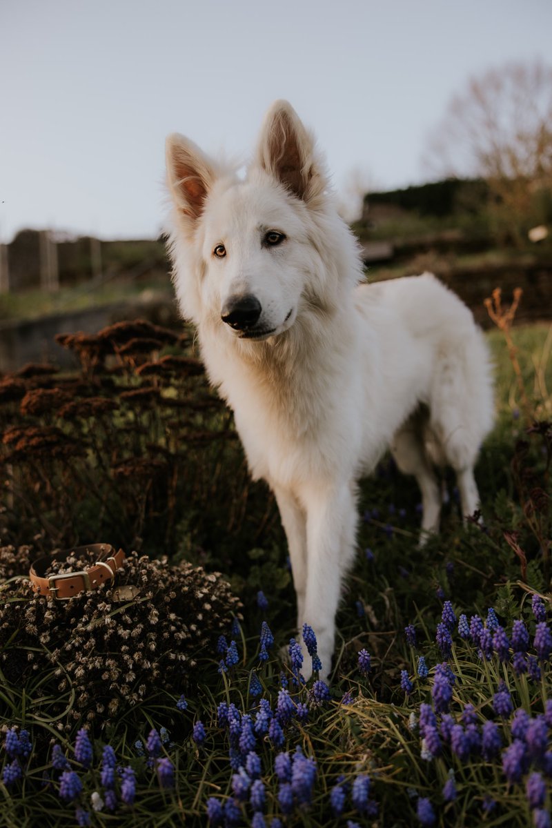 too many social medias to keep up with all of them 🥲 
Here a recent photo i love 🥰 

#dogsoftwitter #twitterdogcommunity #dogsofinstagram #swissshepherd