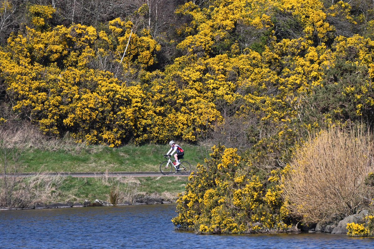 TrialBalance's tweet photo. Holyrood Park - yellow gorse bushes are back, golfers’ nightmares 😁😁 https://t.co/2aMRsuVNdj