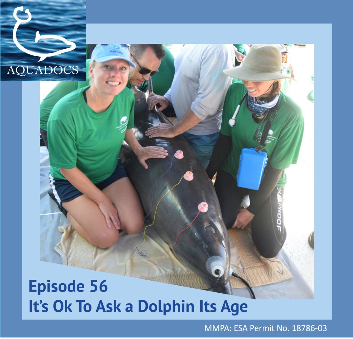 On this week's episode of Aquadocs, "It's Ok To Ask a Dolphin Its Age", Dr. Ashley Barratclough a veterinarian at <a href="/NMMForg/">NMMF.org</a> discusses her research on epigenetics and estimating the age of bottlenose dolphins from blood and skin samples!